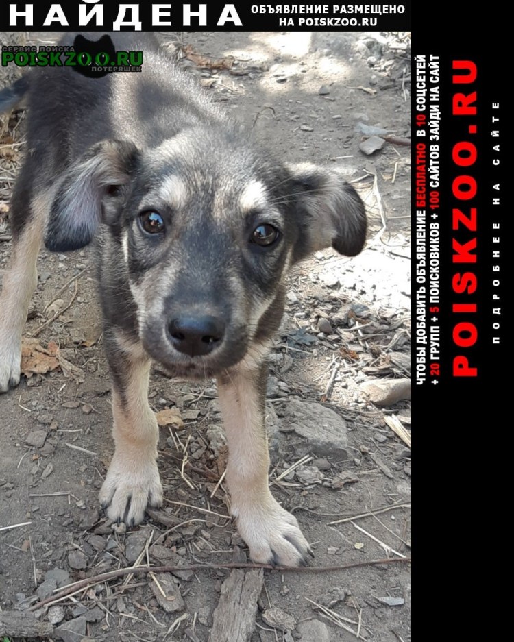 Потеряшки-собачки в Краснодаре