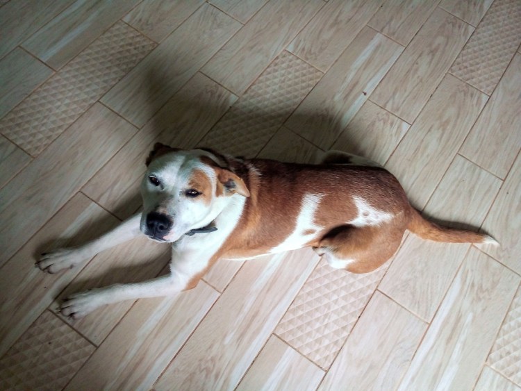 Потеряшка лабрадор