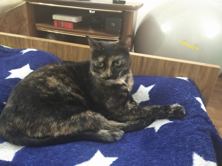 Юмор приколы Вельштерьер