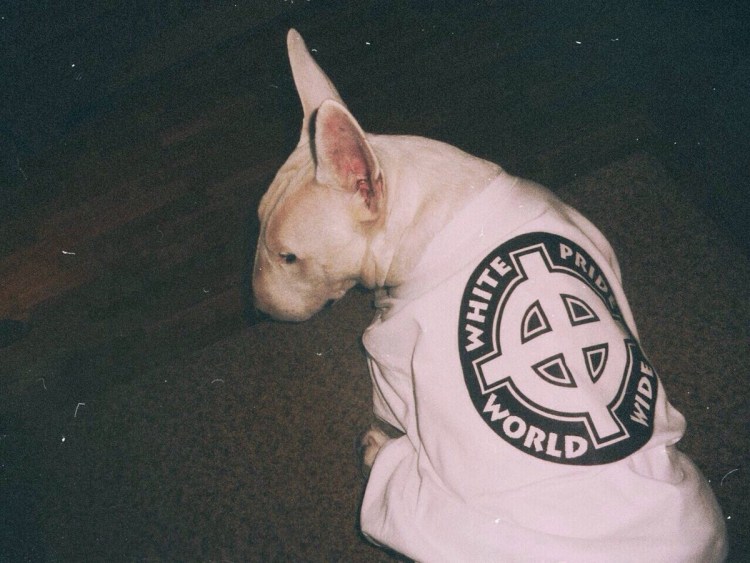 Бультерьер Stone Island