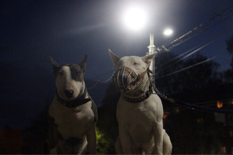 Бультерьер сохры