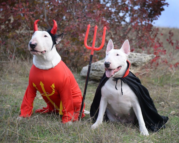 Мини бультерьер оффник