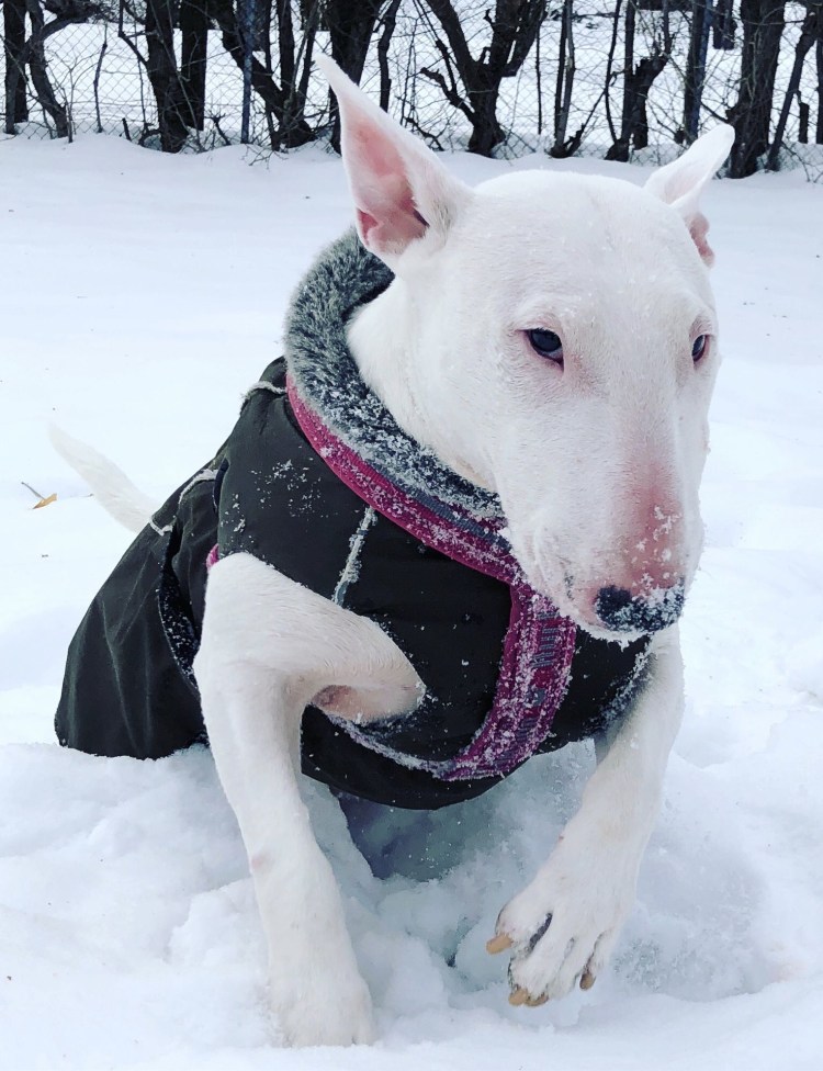 Бультерьер офник