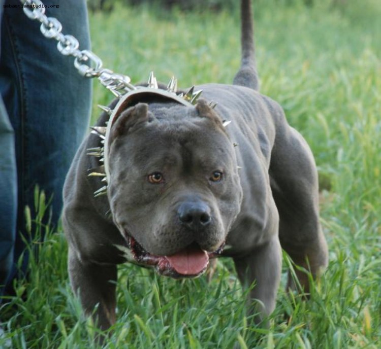 Стаффордширский бандог