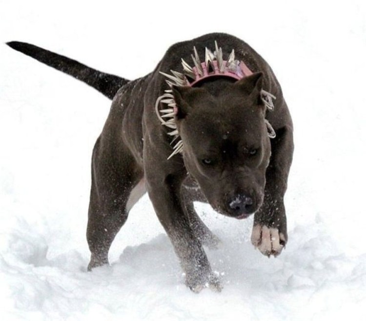 Стаффордширский терьер лает