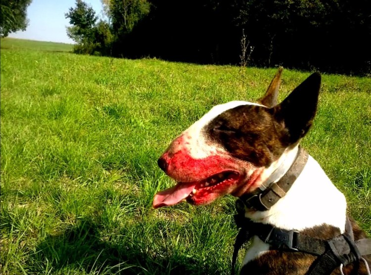 Бультерьер офник