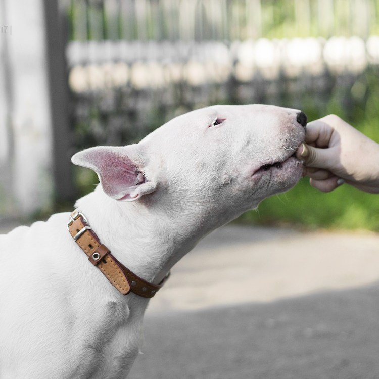 Порода собак Буль Буль бультерьер