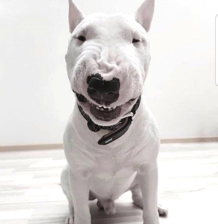 Бультерьер злой Бойцовский