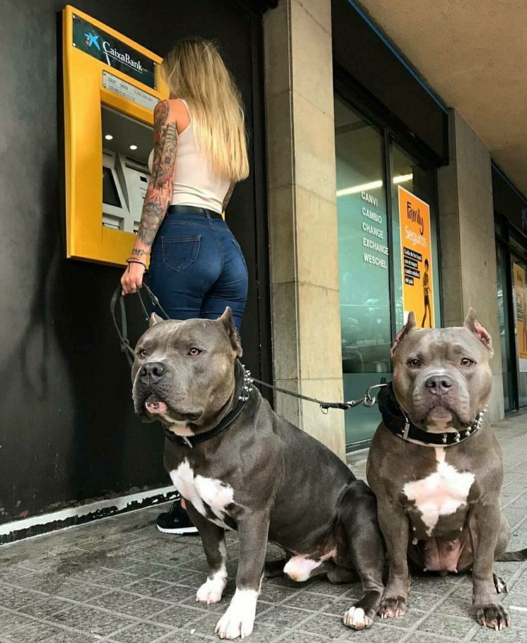 Девушка с двумя питбулями