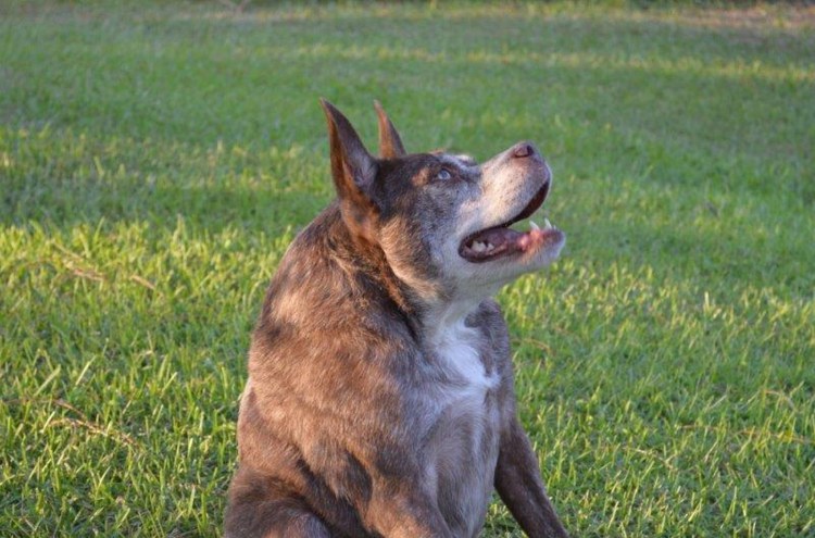 Китайская хохлатая сутулая