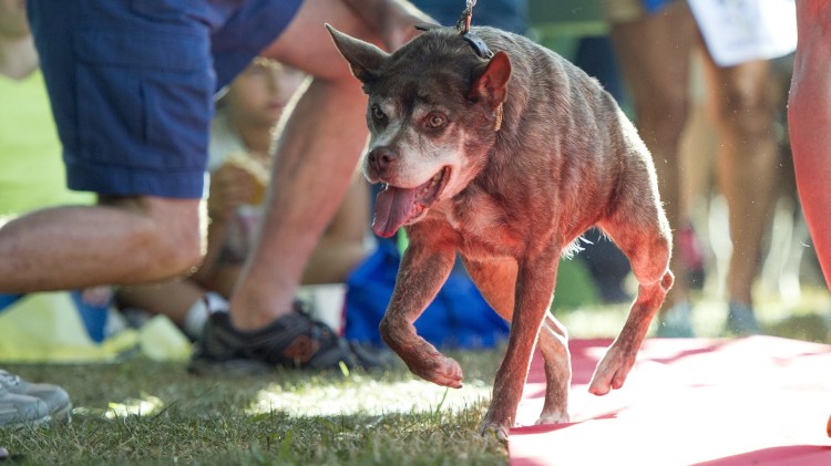 Голландская овчарка Квазимодо