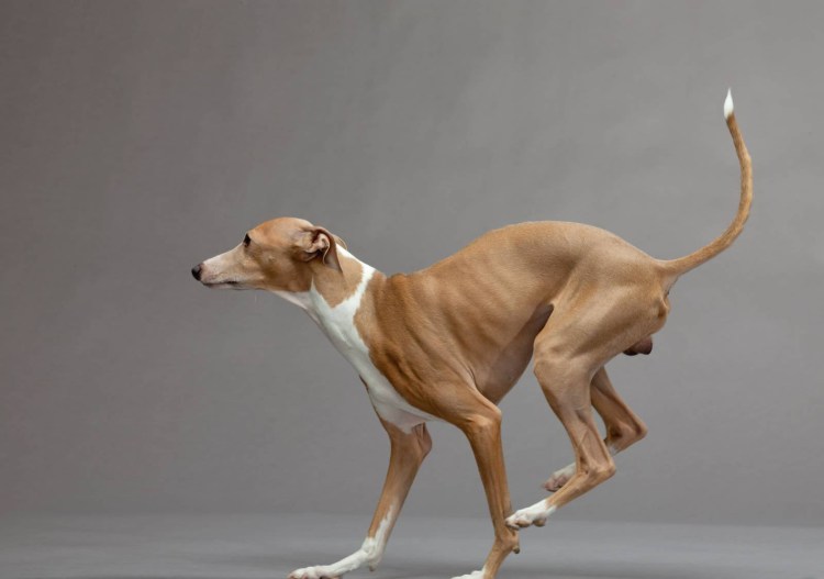 Собака Квазимодо в кругу