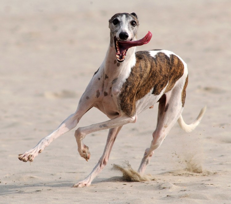 Пёс Квазимодо овчарка