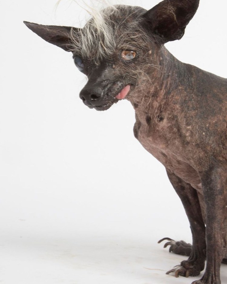 Мопс с высунутым языком