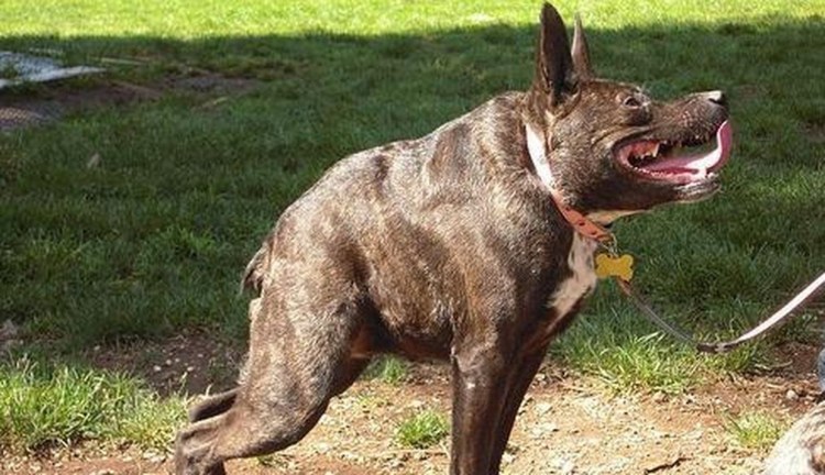 Гончая сутулая