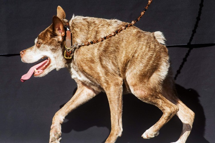 Голландская овчарка Квазимодо