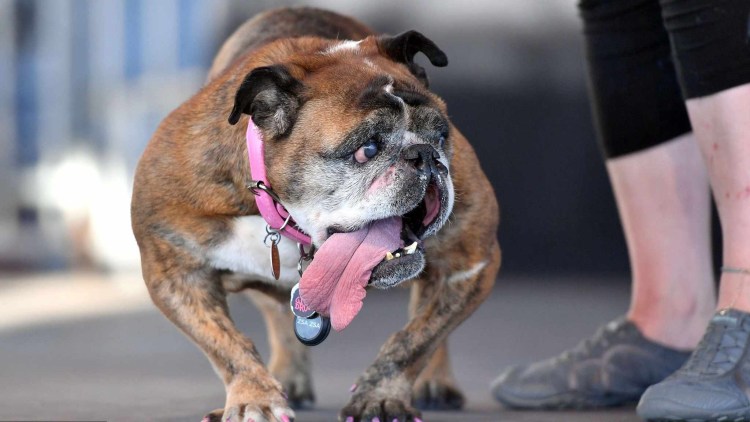 Алисия Браун порода собак