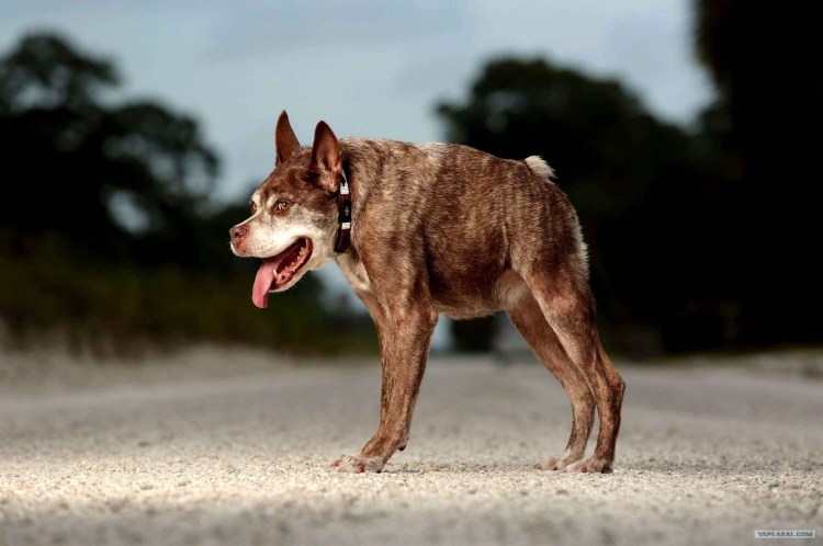 Собака гадит