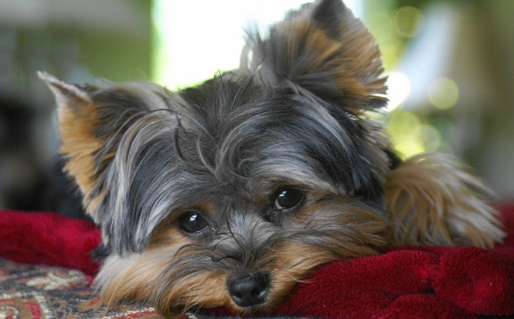 Йоркширский терьер