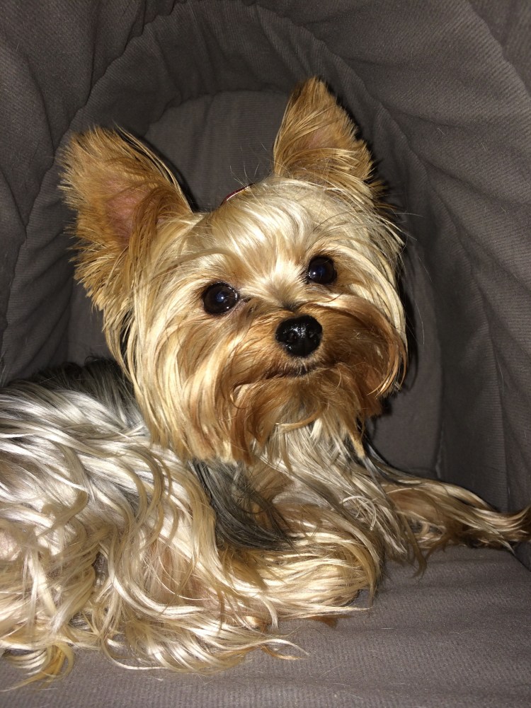 Йекштерьерский терьер