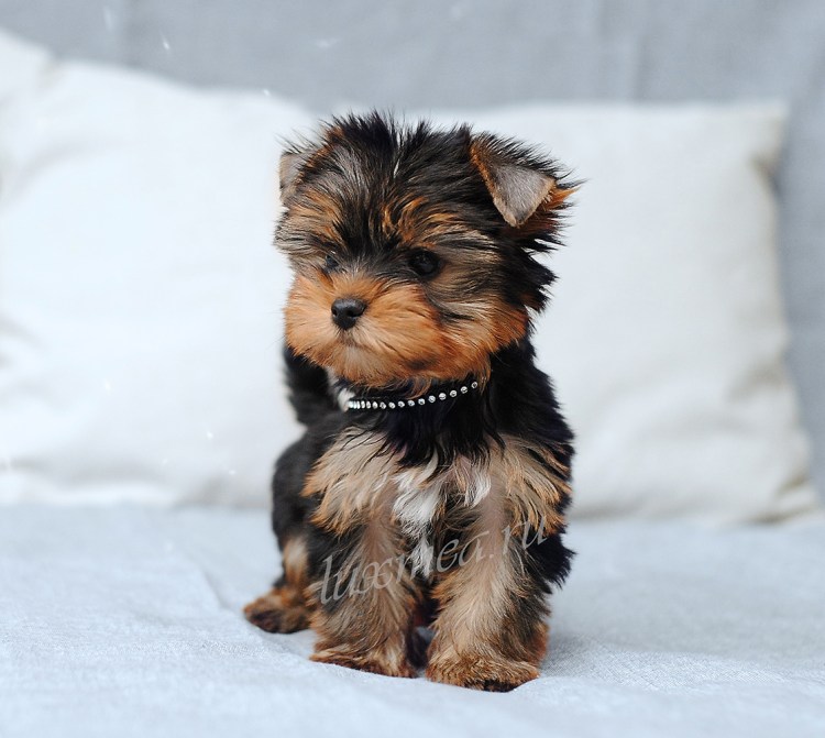 Карликовый ёршский терьер