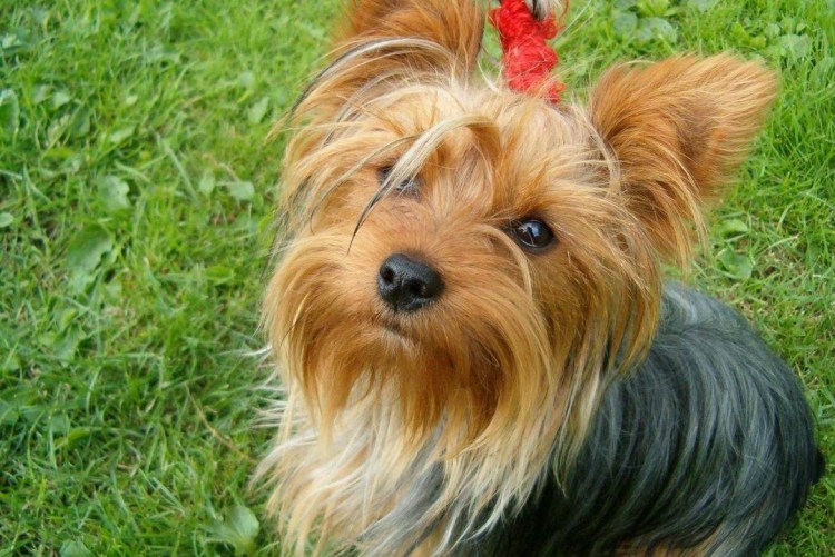 Ершский терьер