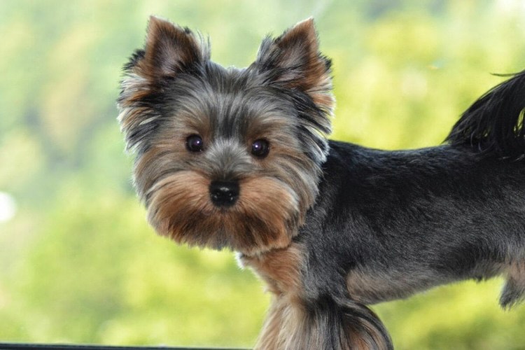 Йоркширский терьер