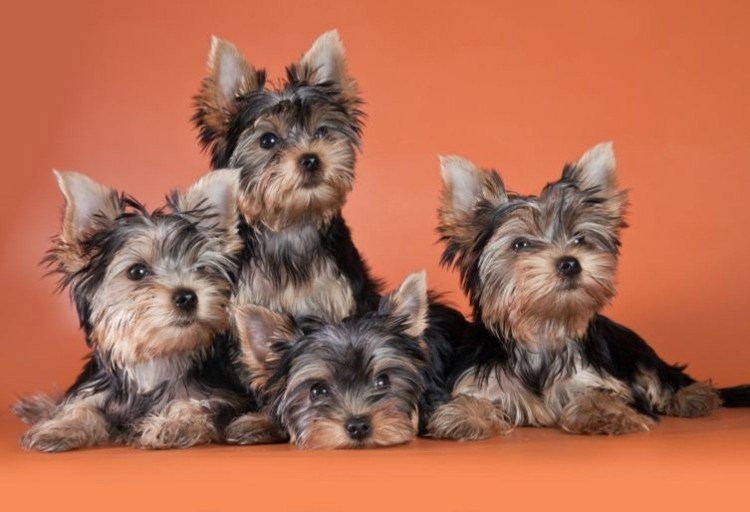 Ершский терьер собака