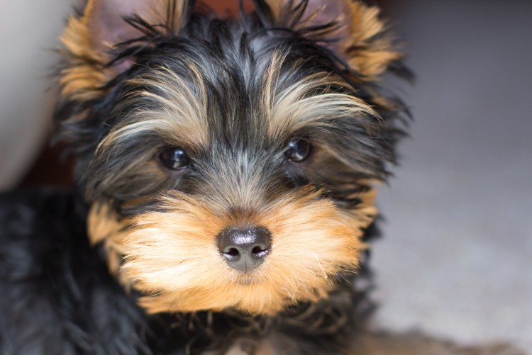 Собачка ершский терьер