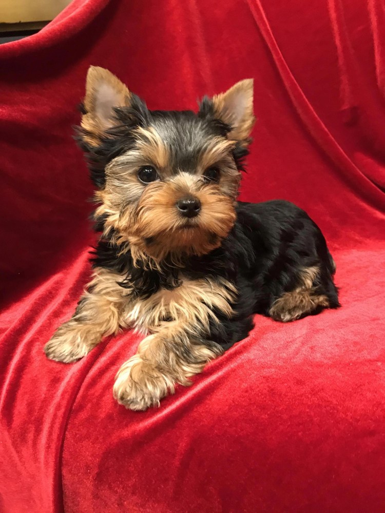 Йоркширский терьер