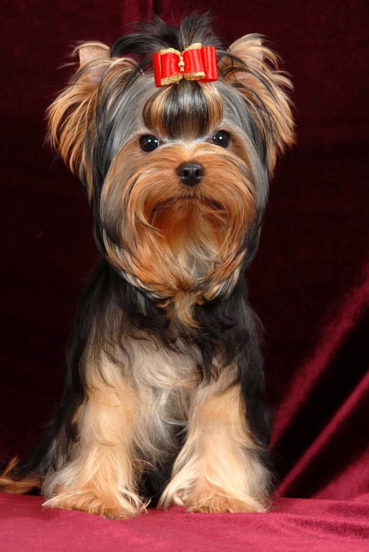 Ешкорский терьер