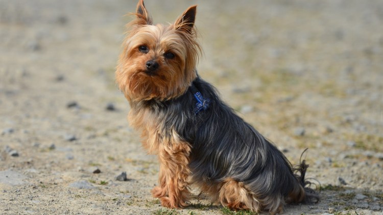 Порода собак Йоркширский терьер