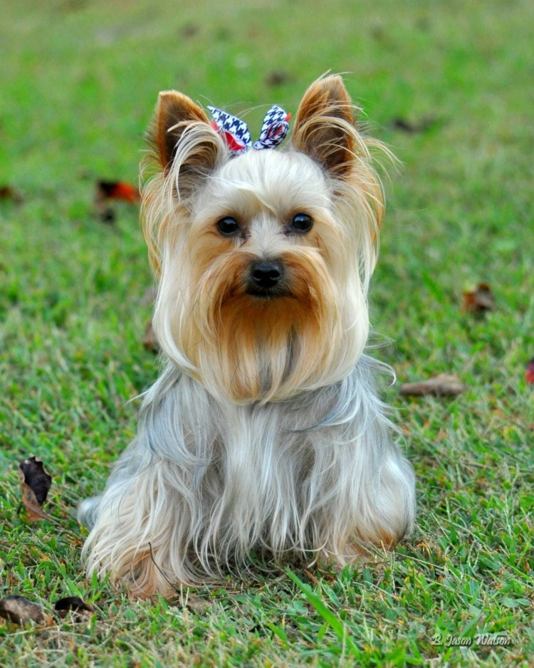 Йоркширский терьер