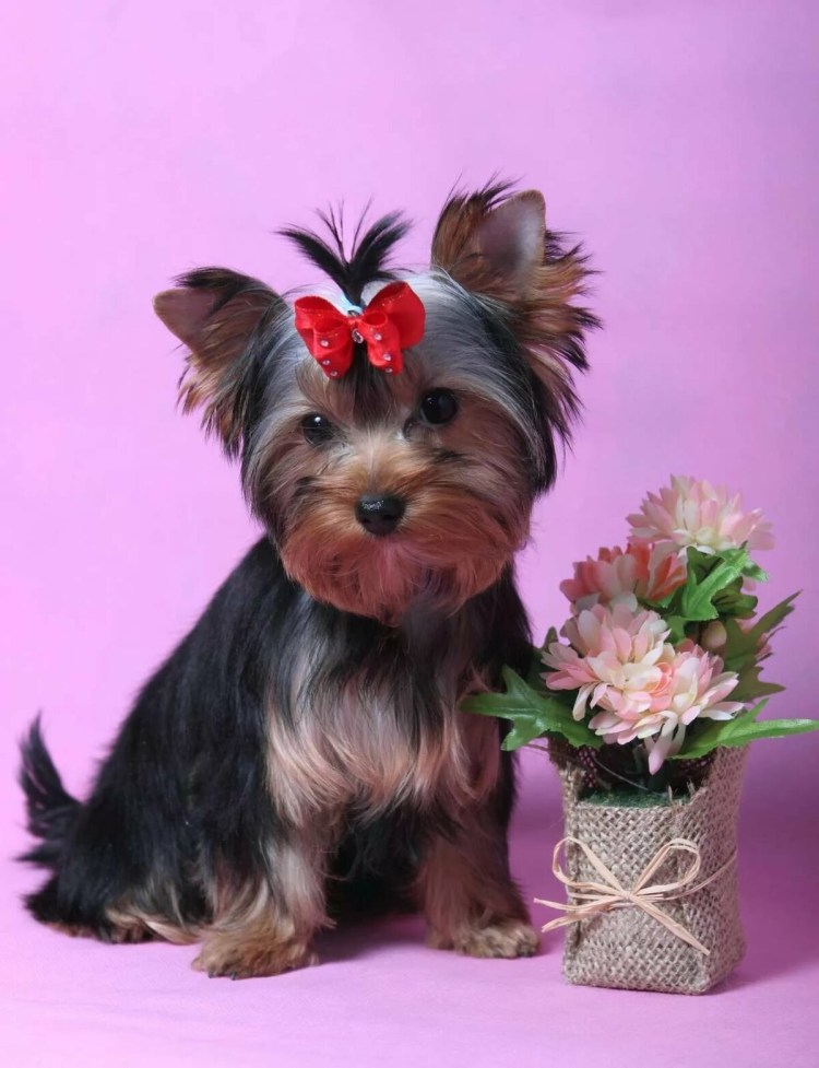 Йоркширский терьер