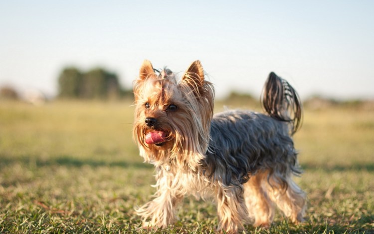 Порода собак Йоркширский терьер