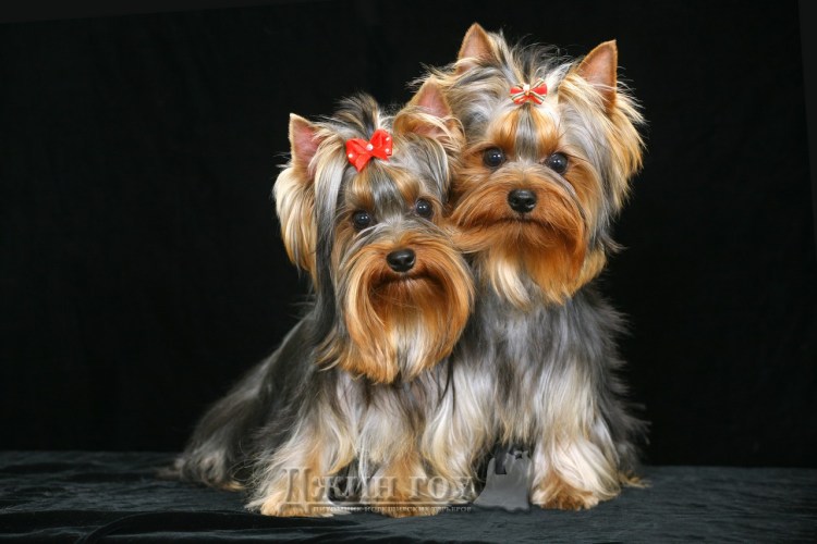 Йоркшир терьер