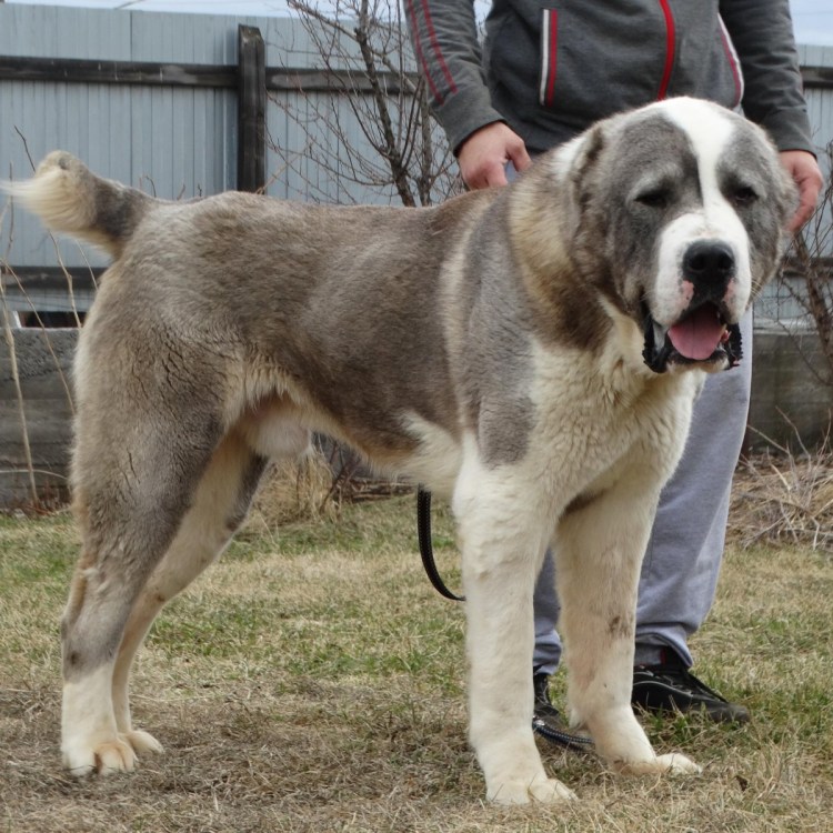 Собачьи бои алабай против волка