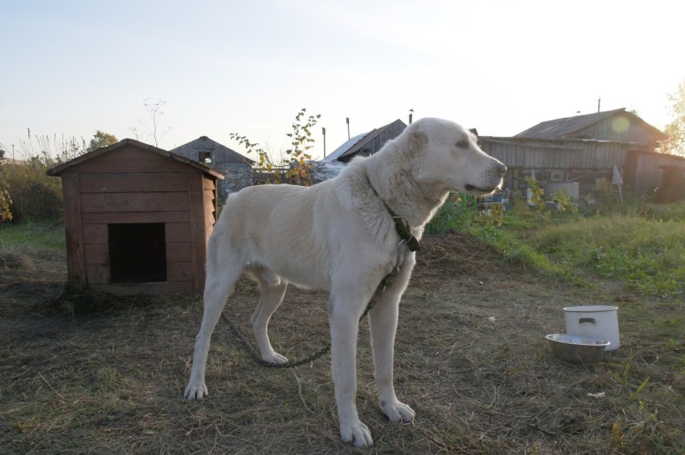 Азиатская овчарка серая