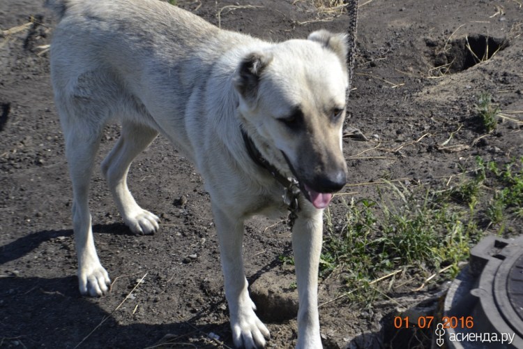 Алабай чёрного цвета