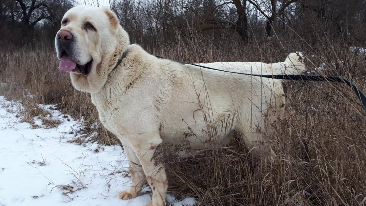 Бурибасар пестрый