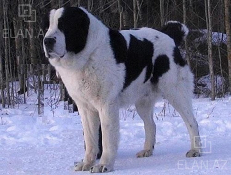 Среднеазиатская овчарка Кара Юлдуз