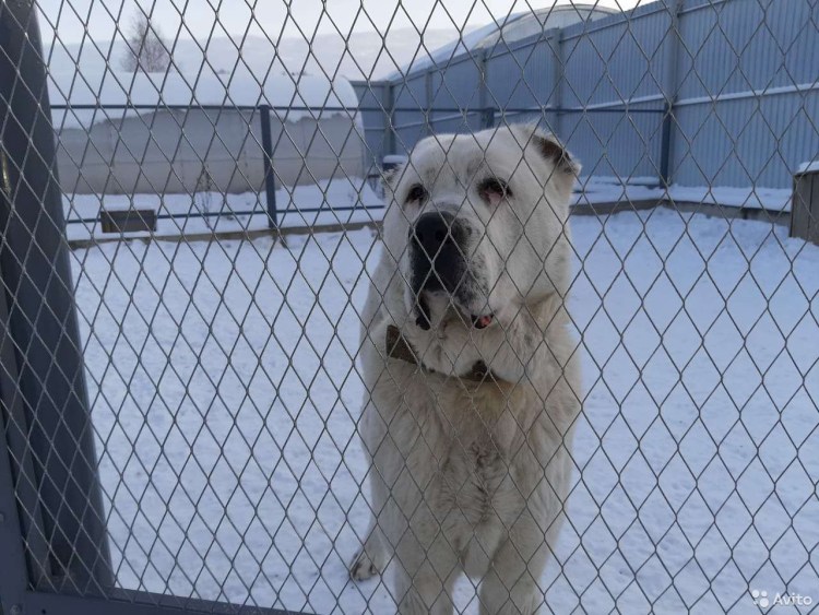 Мытье алабая летом