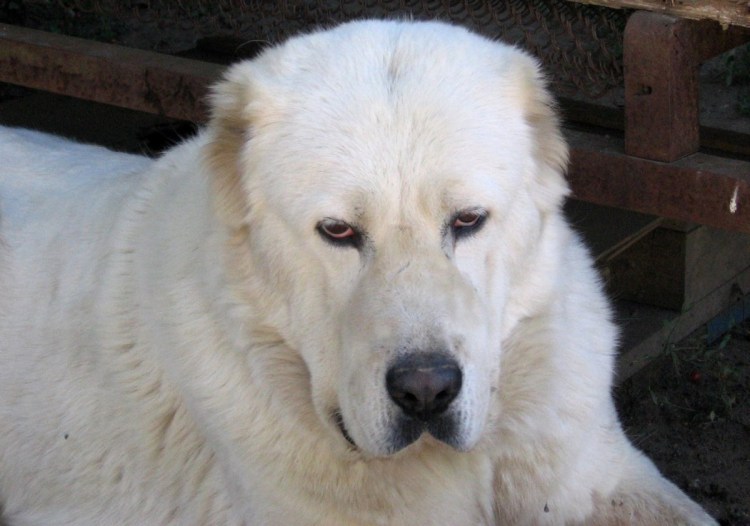 Кангал против кавказской овчарки