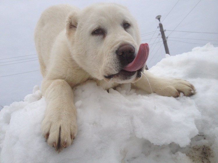 Алабай с человеком
