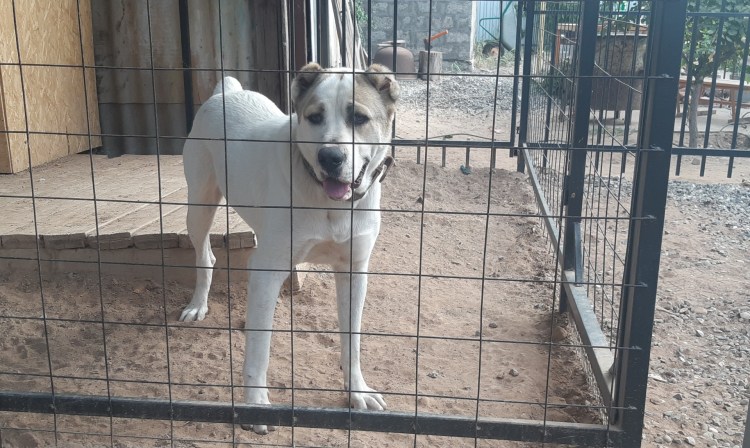 Алабая и Рекса