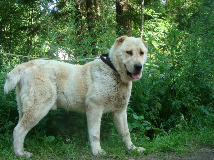 Алабай Кадырова