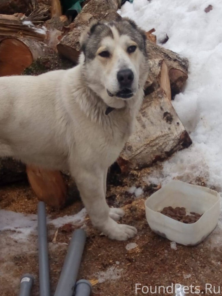 Метис хаски алабай