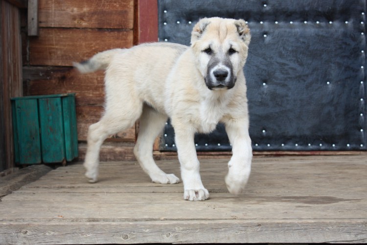 Дахмарда саги дахмарда