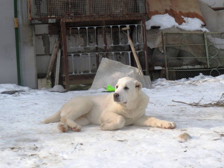 Пушистые пушистые Алабаи мастифы