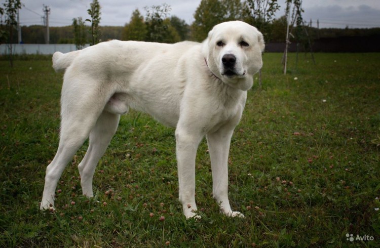 Питомник алабай в Ржеве